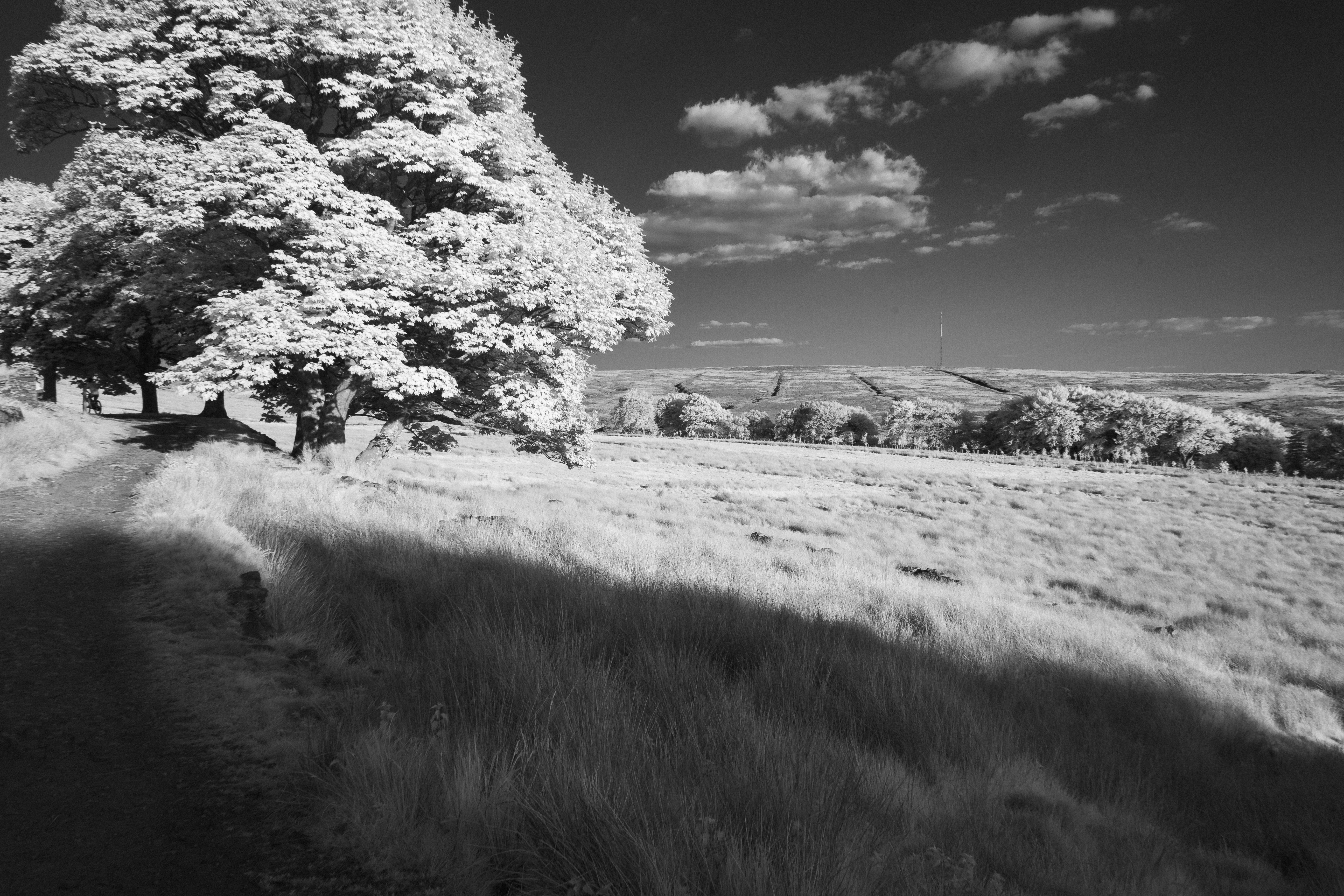 2025-05-09-b&w-ir-1.jpg