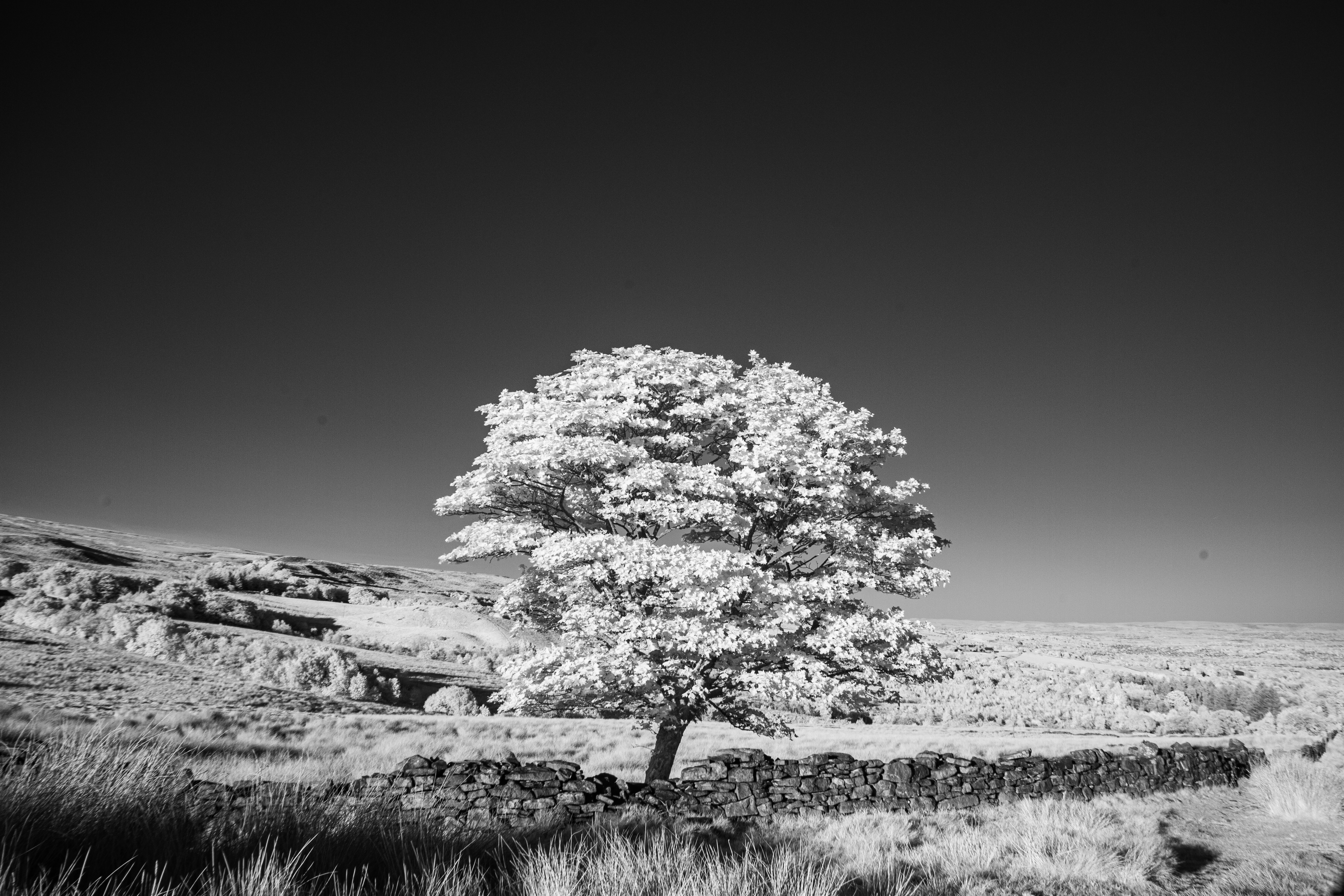 2025-05-13-b&w-ir-1.jpg